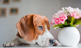 Full Diamond Painting kit - Dachshund