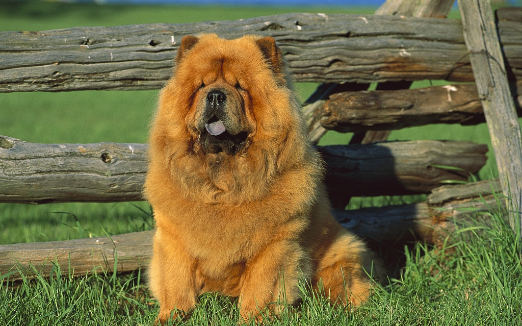 Full Diamond Painting kit - Chows