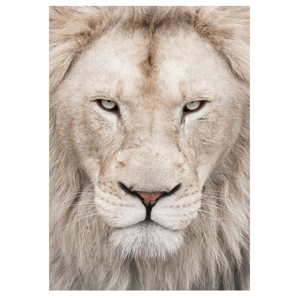 Full Diamond Painting kit - Lion head