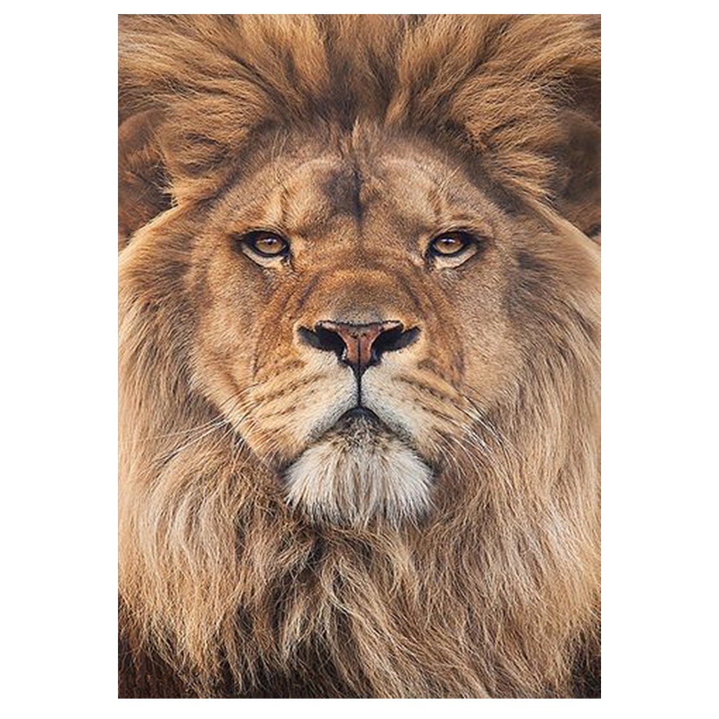 Full Diamond Painting kit - Lion head