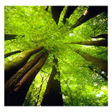 Full Diamond Painting kit - Tree in summer