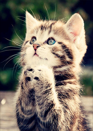 Full Diamond Painting kit - Cute cat