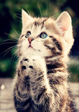 Full Diamond Painting kit - Cute cat