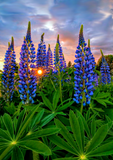 Full Diamond Painting kit - Beautiful lavender