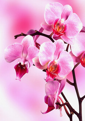 Full Diamond Painting kit - Pink dendrobium flower