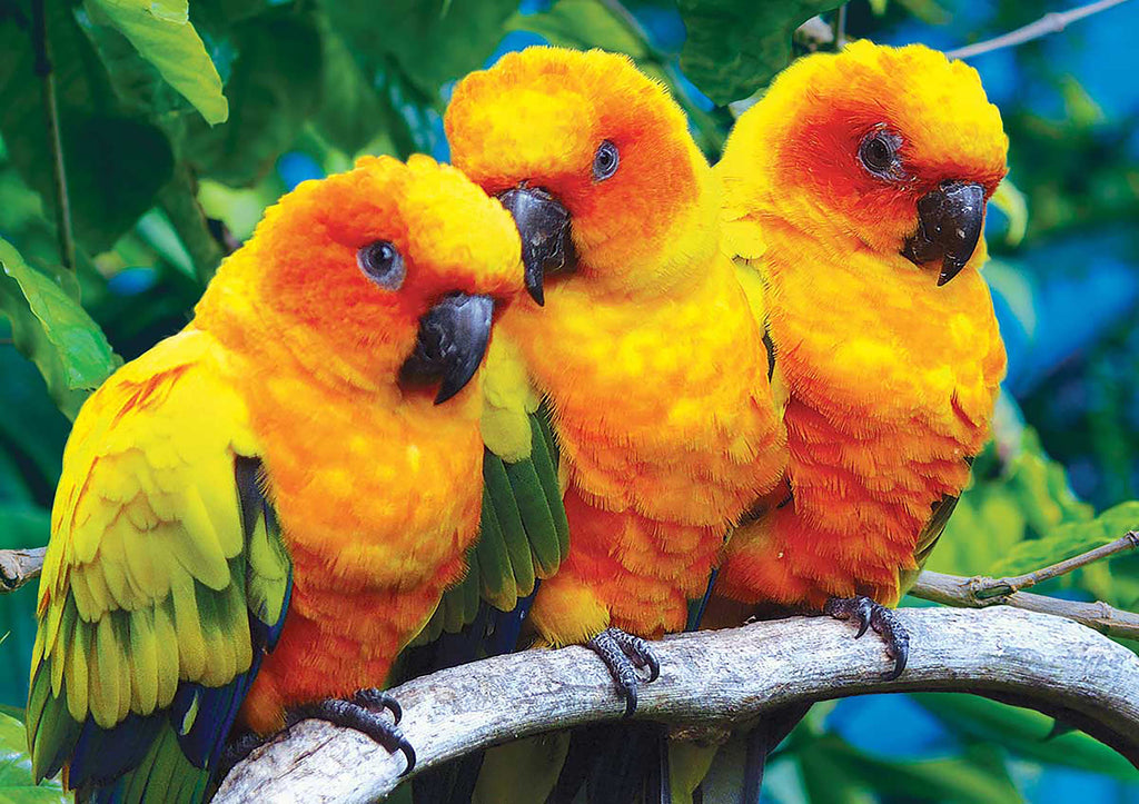 Full Diamond Painting kit - Cute parrots