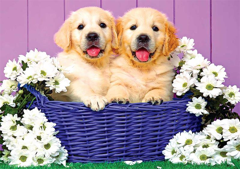 Full Diamond Painting kit - Cute little golden retriever
