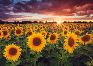 Full Diamond Painting kit - Beautiful sunflower garden
