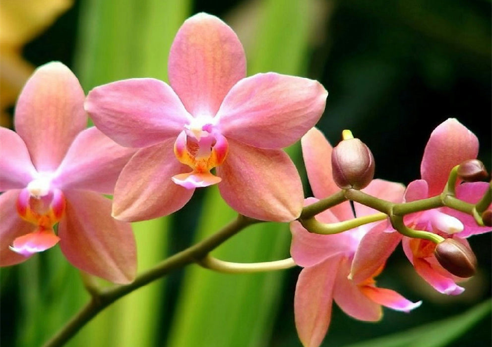 Full Diamond Painting kit - Phalaenopsis