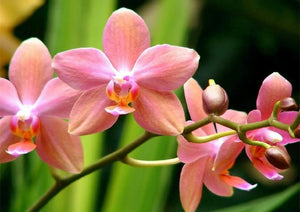 Full Diamond Painting kit - Phalaenopsis