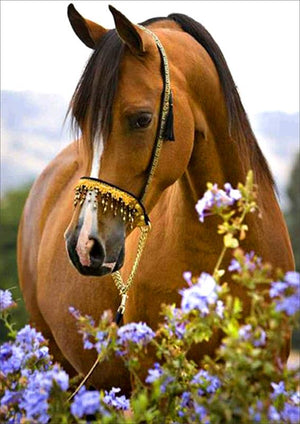 Full Diamond Painting kit - Beautiful horse