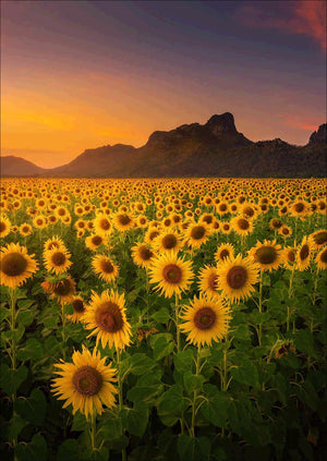 Full Diamond Painting kit - Sunflowers