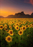 Full Diamond Painting kit - Sunflowers