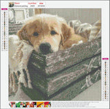 Full Diamond Painting kit - Cute dog