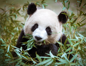 Full Diamond Painting kit - Panda (16x20inch)