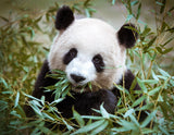 Full Diamond Painting kit - Panda (16x20inch)
