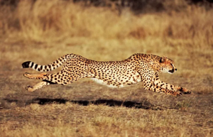 Full Diamond Painting kit - Leopard running