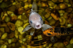 Full Diamond Painting kit - Koi fish