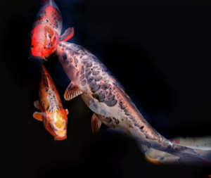 Full Diamond Painting kit - Koi fish