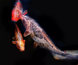 Full Diamond Painting kit - Koi fish