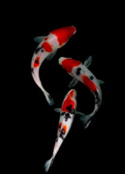 Full Diamond Painting kit - Koi fish
