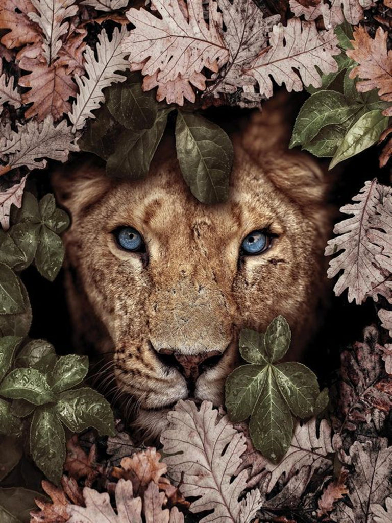 Full Diamond Painting kit - Lion on the flowers