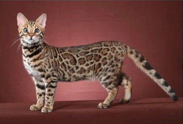Full Diamond Painting kit - Gorgeous cat