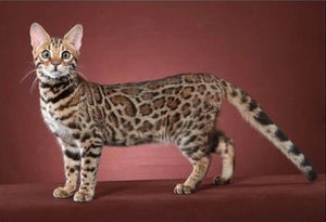 Full Diamond Painting kit - Gorgeous cat