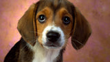 Full Diamond Painting kit - Dachshund