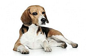 Full Diamond Painting kit - Dachshund