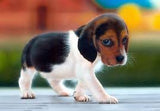 Full Diamond Painting kit - Dachshund