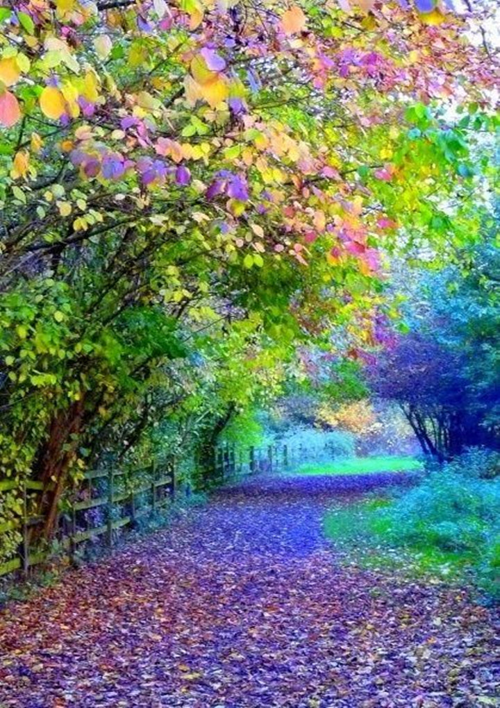 Full Diamond Painting kit - Beautiful fallen leaves all over the ground