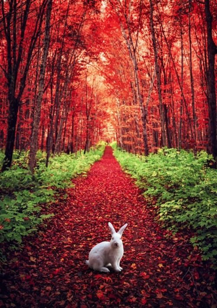 Full Diamond Painting kit - Red deep forest