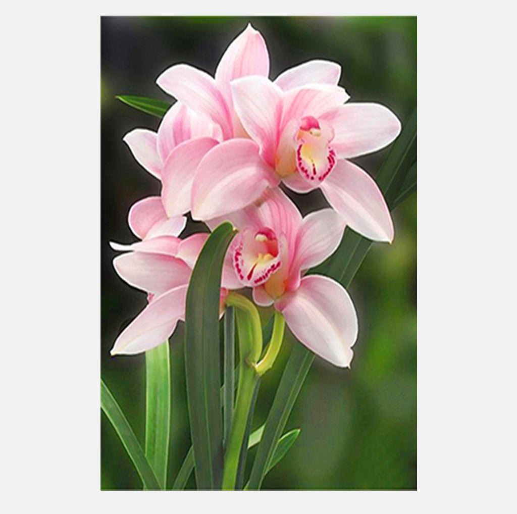 Full Diamond Painting kit - Flower Orchids