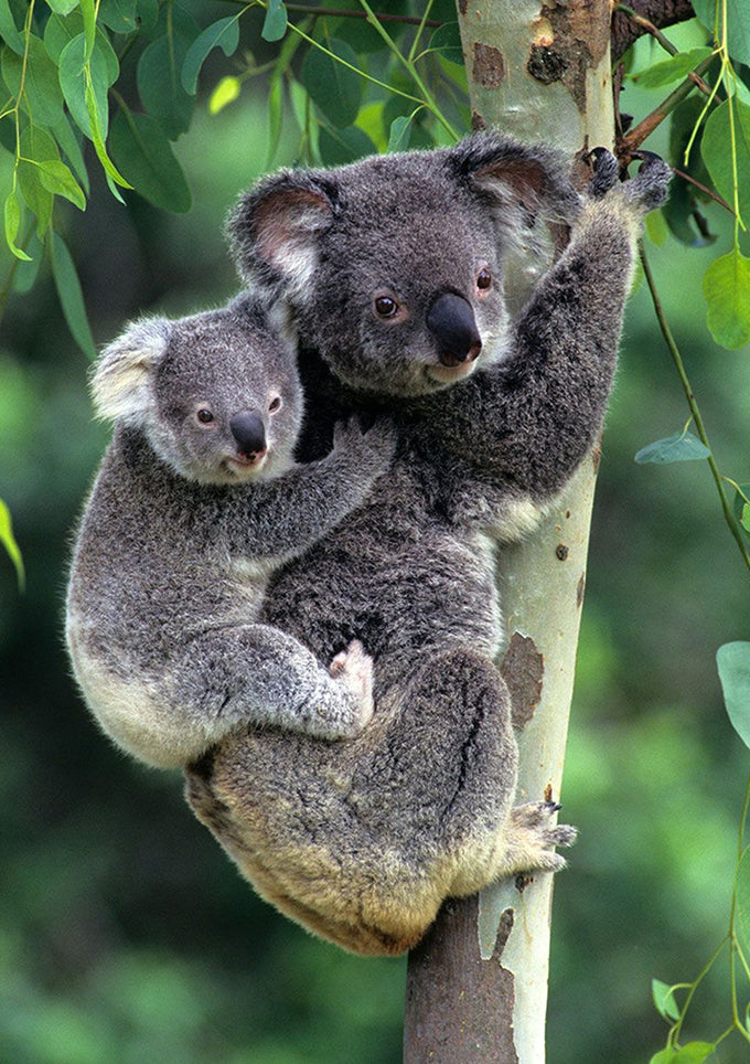 Full Diamond Painting kit - Cute koalas