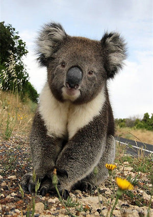 Full Diamond Painting kit - Cute koala