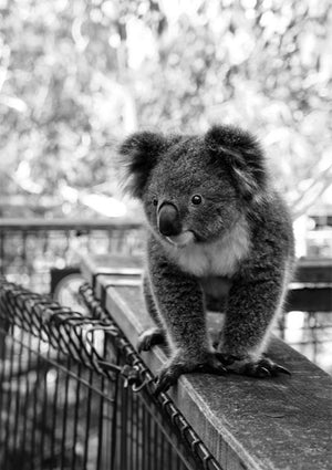 Full Diamond Painting kit - Cute koala