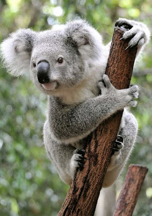 Full Diamond Painting kit - Cute koala