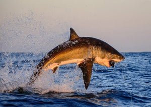 Full Diamond Painting kit - Shark
