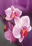 Full Diamond Painting kit - Beautiful flower