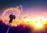 Full Diamond Painting kit - Romantic dandelion