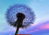 Full Diamond Painting kit - Romantic dandelion