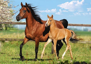 Full Diamond Painting kit - Horses family