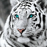 Full Diamond Painting kit - White tiger