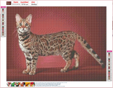 Full Diamond Painting kit - Gorgeous cat