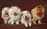 Full Diamond Painting kit - Cute Chows