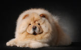 Full Diamond Painting kit - Cute Chows