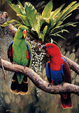 Full Diamond Painting kit - Cute parrots