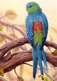 Full Diamond Painting kit - Cute parrot