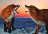 Full Diamond Painting kit - Red foxes